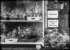 FloresGloria2